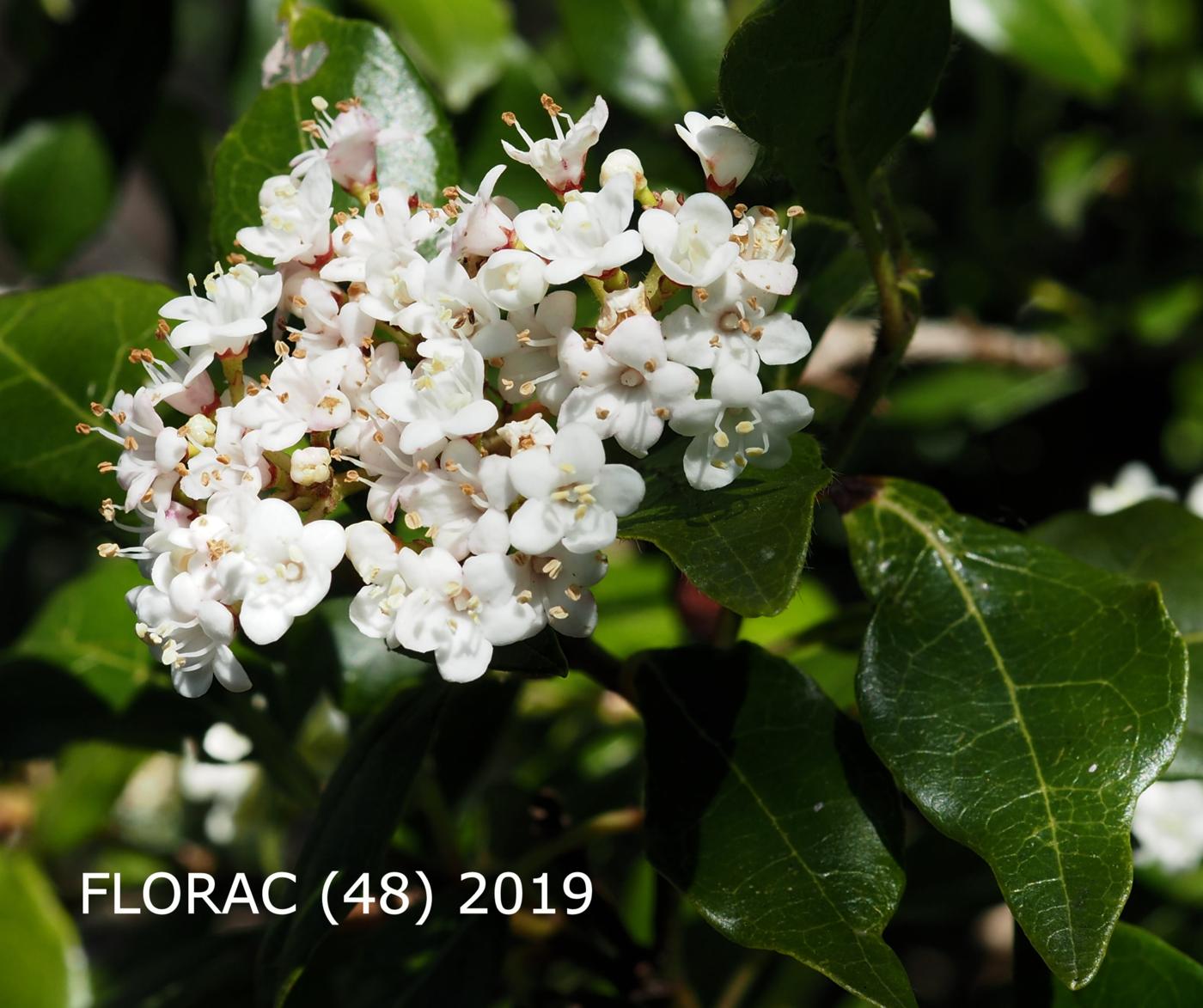 Laurustinus flower